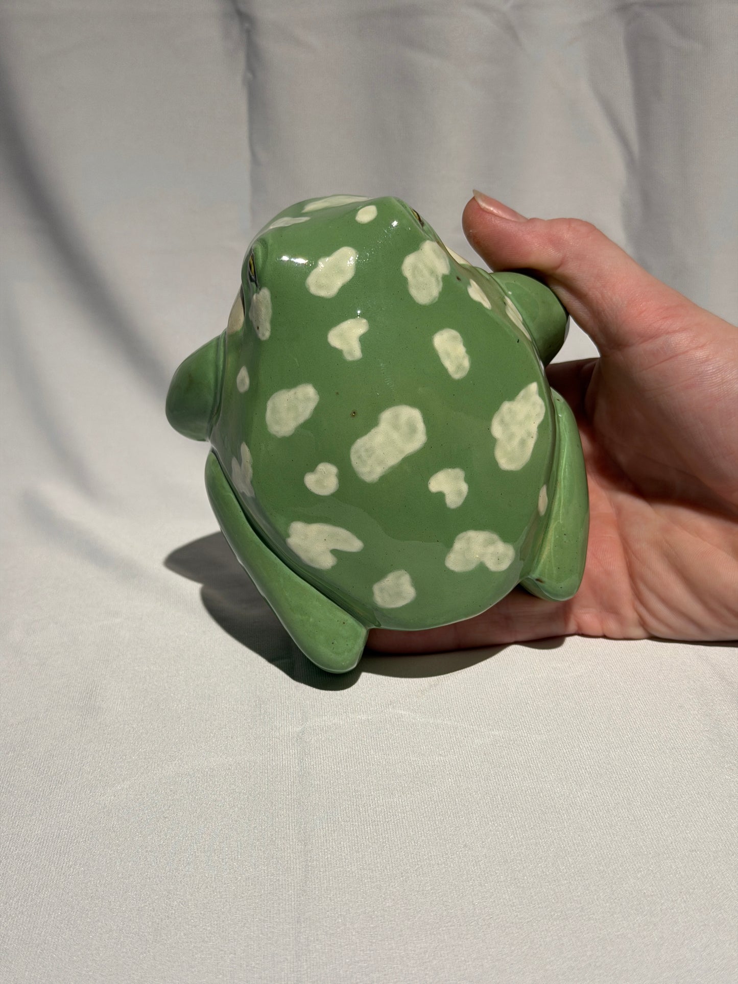 Willoughdean the White's Tree Frog