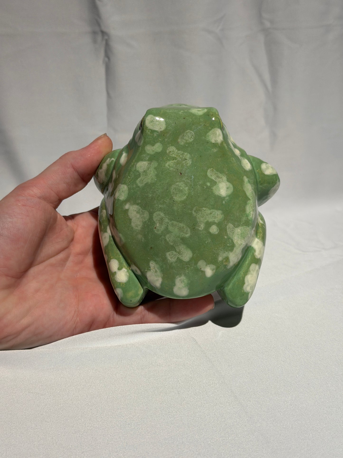 Stella the White's tree frog