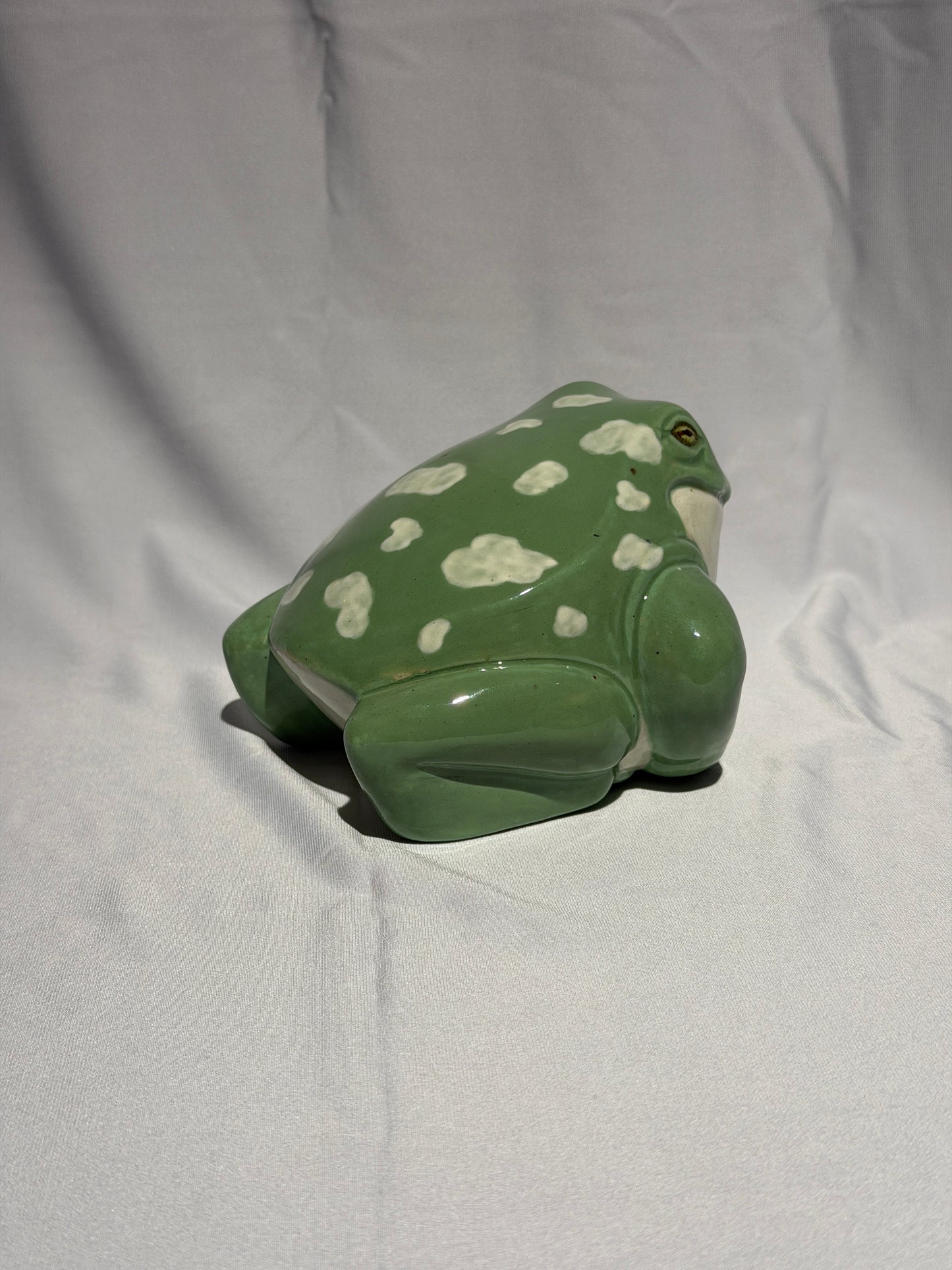 Willoughdean the White's Tree Frog