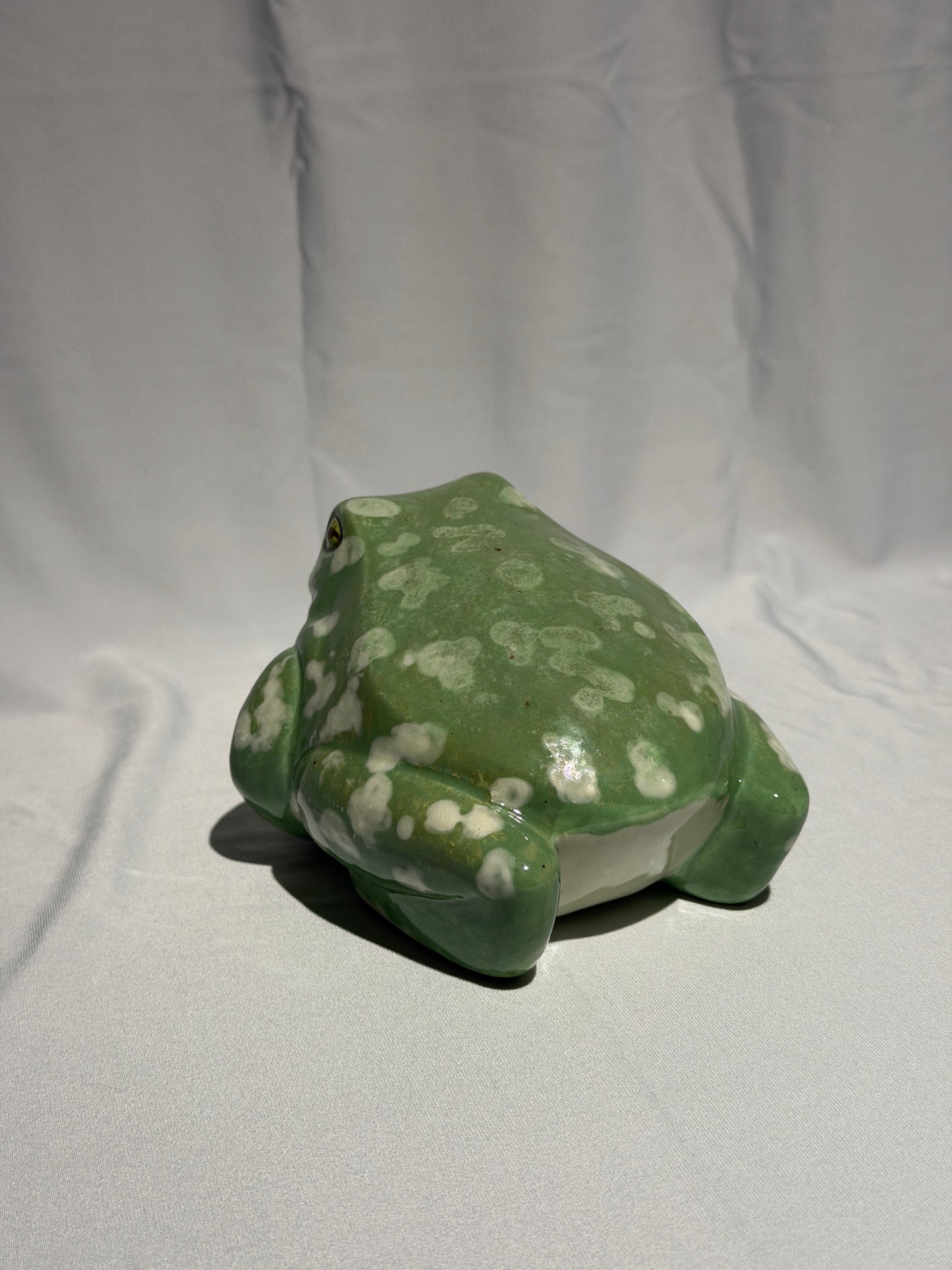 Stella the White's tree frog