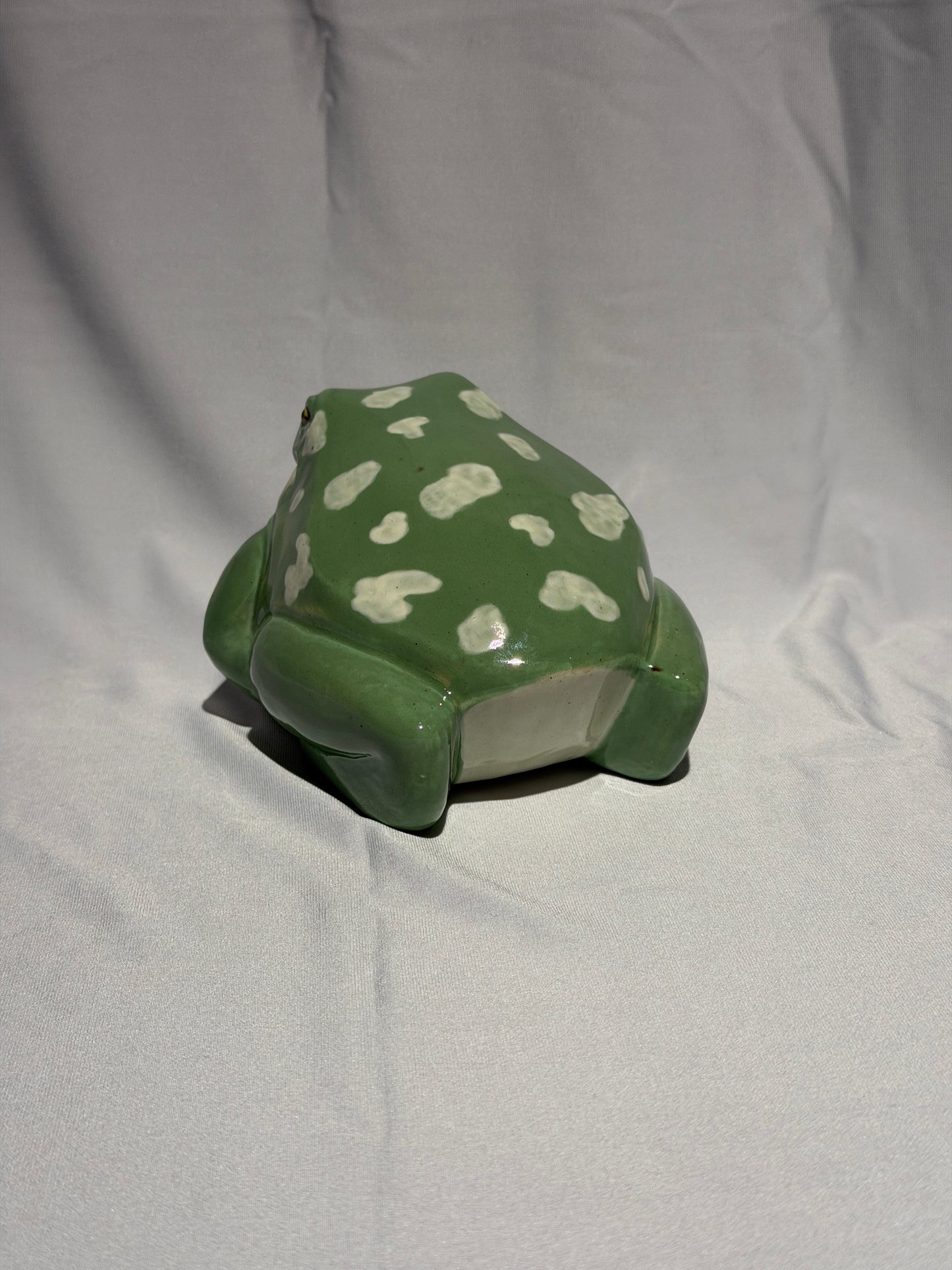 Willoughdean the White's Tree Frog