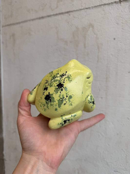 Triest the Harlequin Dart Frog