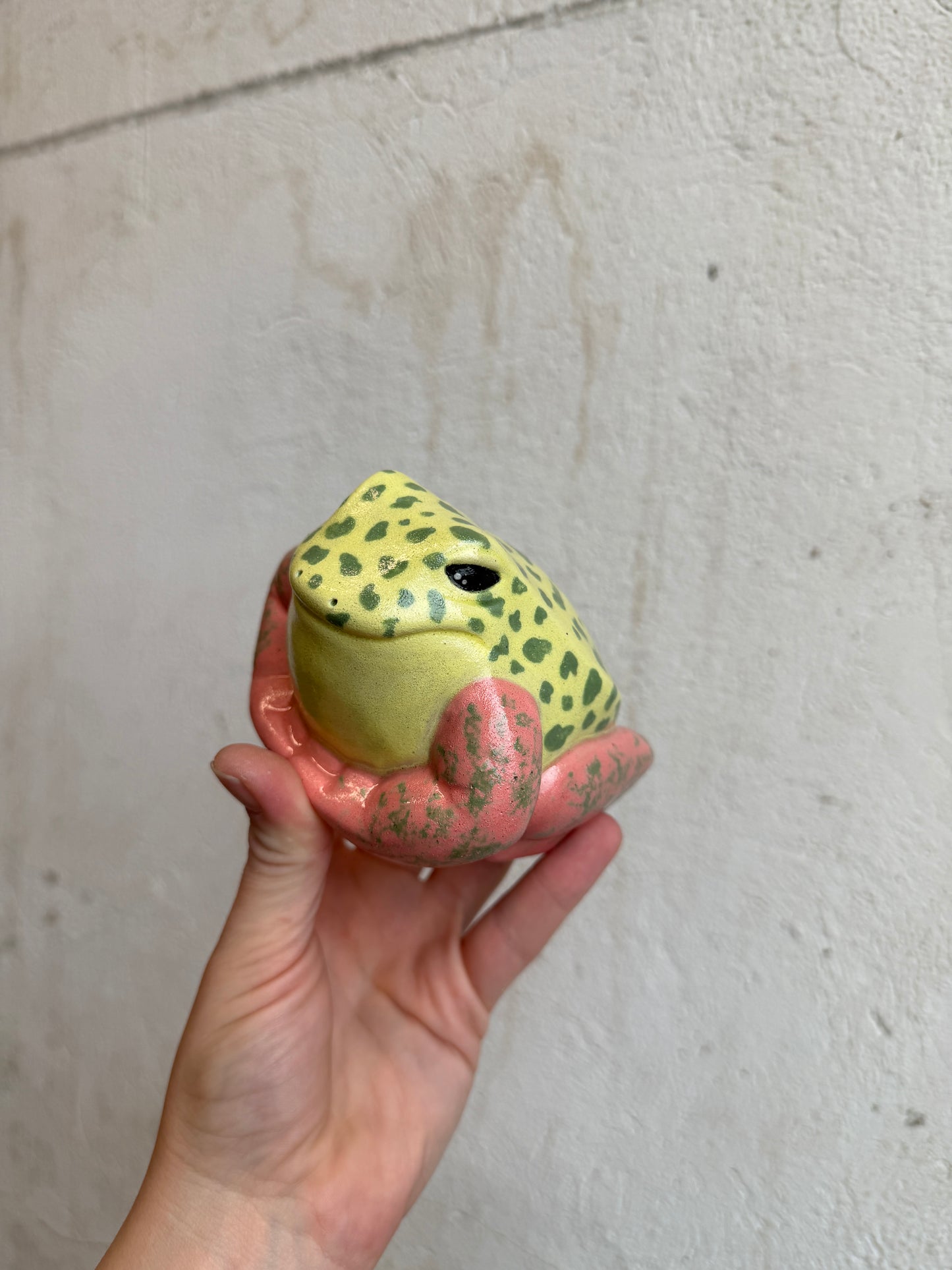 Grump the Strawberry Dart Frog