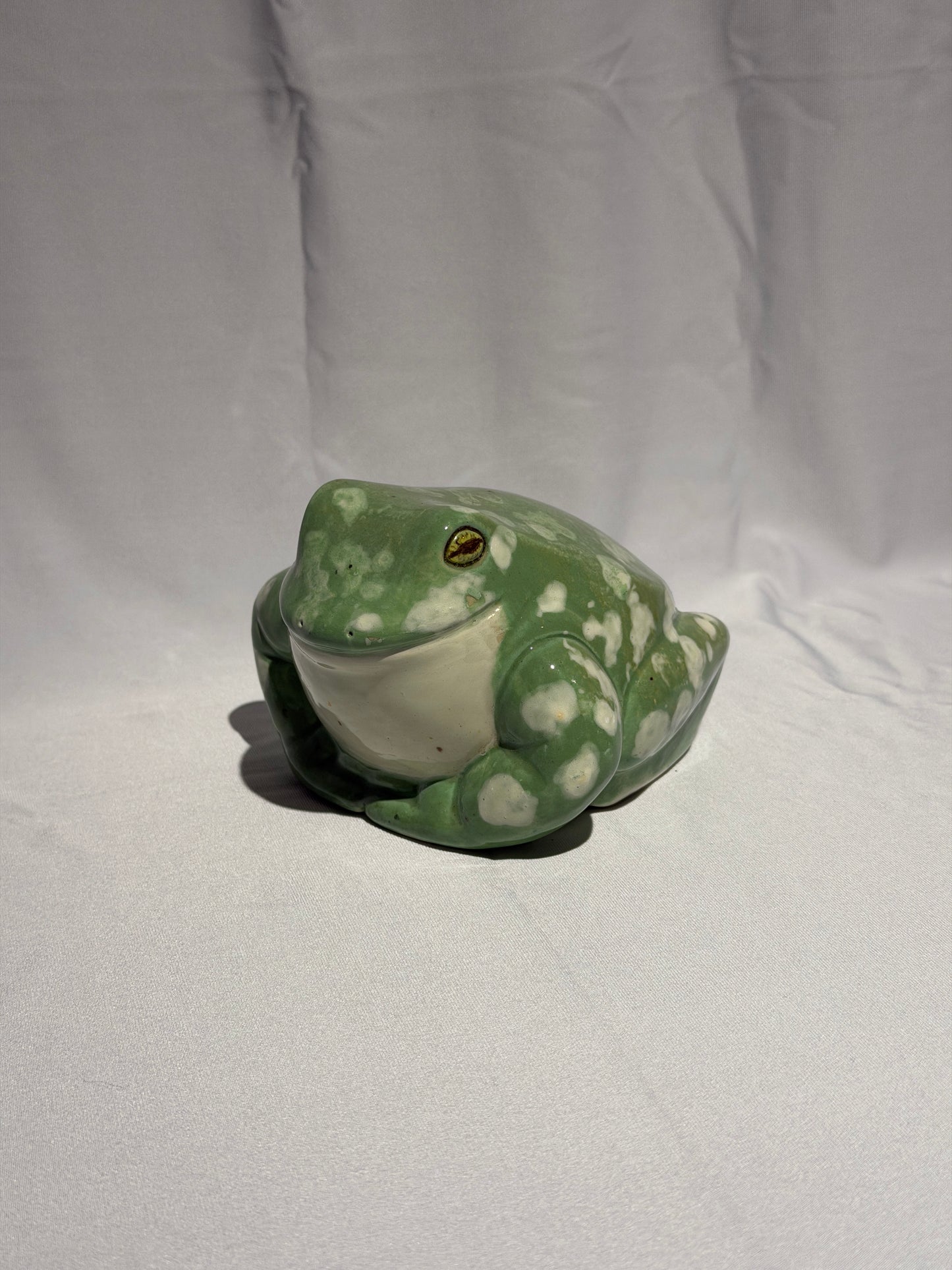 Stella the White's tree frog
