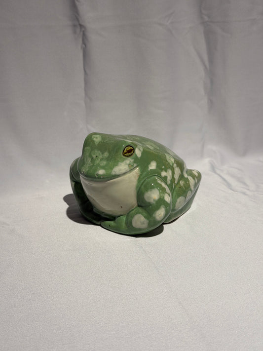 Stella the White's tree frog